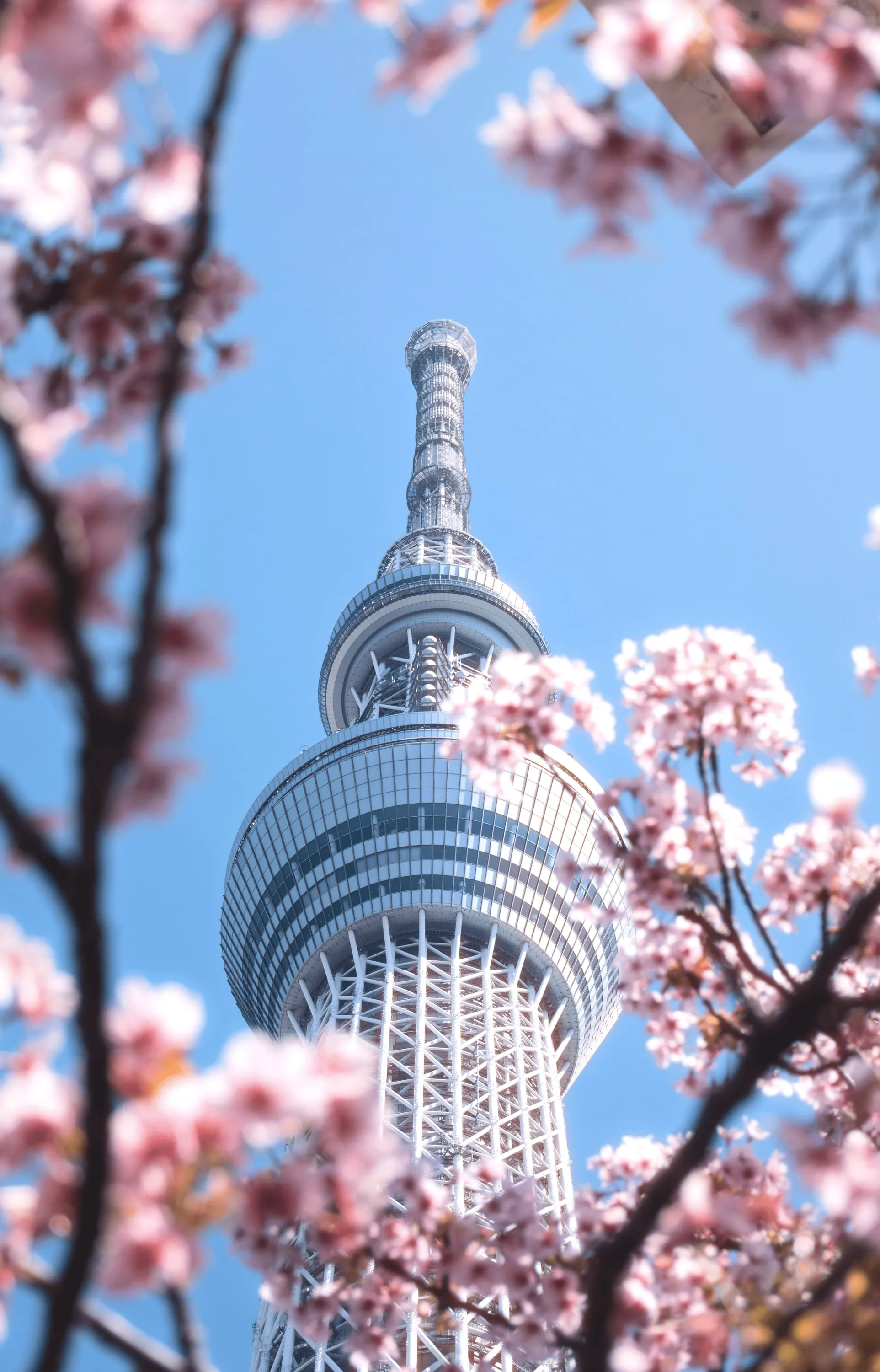 Una torre de telecomunicaciones entre flores de cerezo, contra un cielo azul.